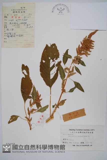 繁穗莧藏品圖，第1張