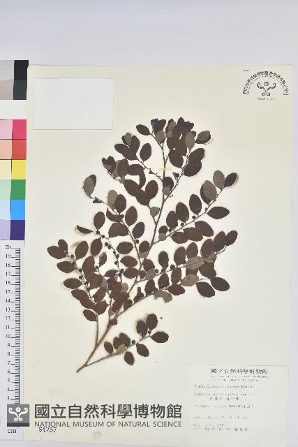 紅仔珠藏品圖，第1張