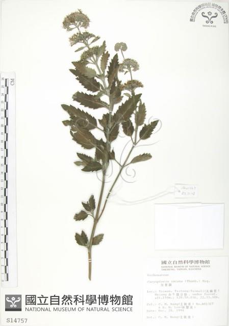 灰葉蕕藏品圖，第1張