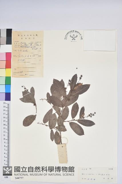 南燭藏品圖，第1張