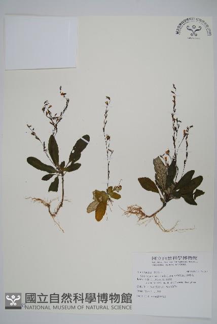 哈哼花藏品圖，第1張