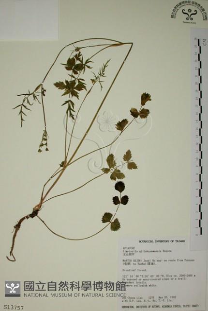 玉山茴香藏品圖，第1張