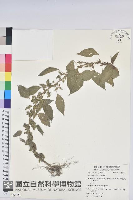 鐵莧菜藏品圖，第1張