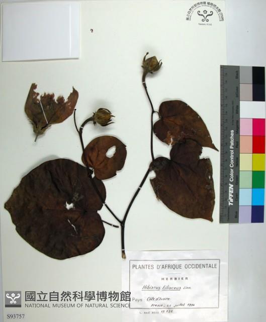 黃槿藏品圖，第1張