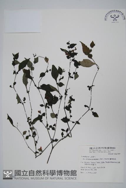 曲莖馬藍藏品圖，第1張