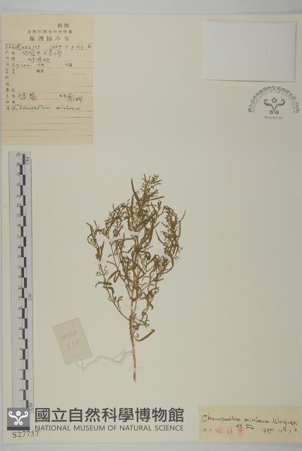 矮藜藏品圖，第1張