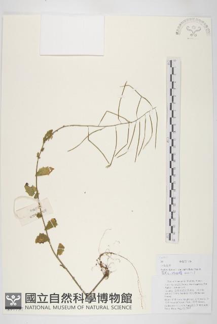 小花南芥藏品圖，第1張