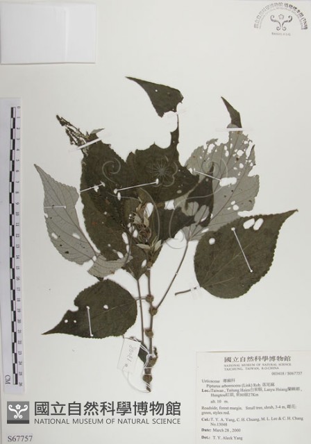 落尾麻藏品圖，第1張