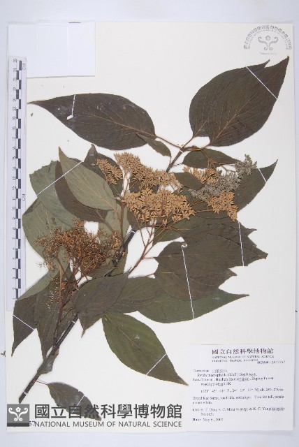 梜木藏品圖，第1張