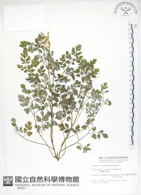 臺灣黃菫藏品圖，第1張