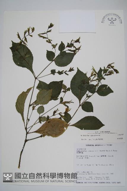 蘭嶼馬藍藏品圖，第1張