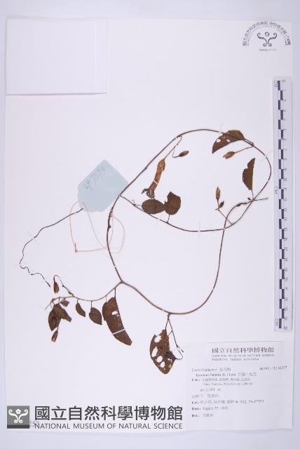 甘藷、地瓜藏品圖，第1張