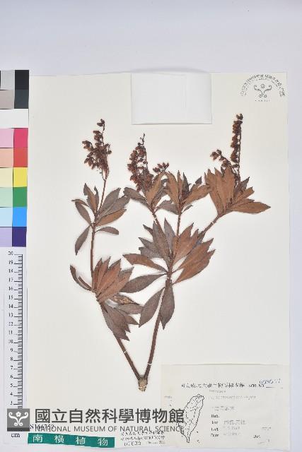 臺灣馬醉木藏品圖，第1張