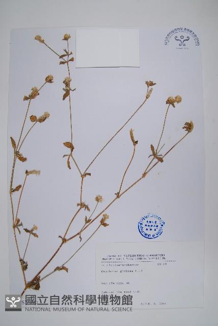 千日紅、圓仔花藏品圖，第1張