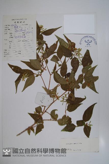 傘花六道木藏品圖，第1張