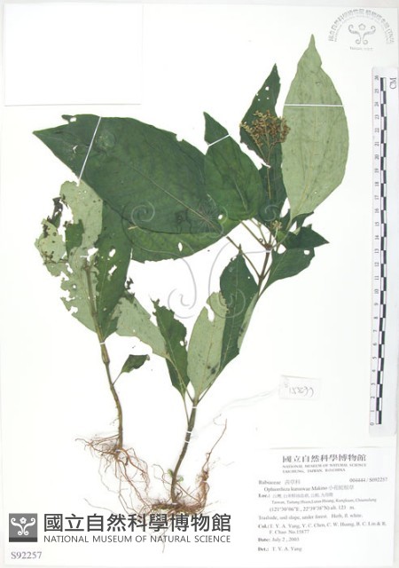 小花蛇根草藏品圖，第1張