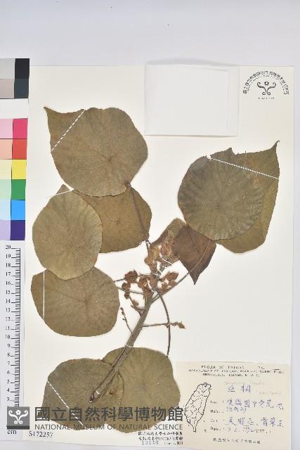 血桐藏品圖，第1張