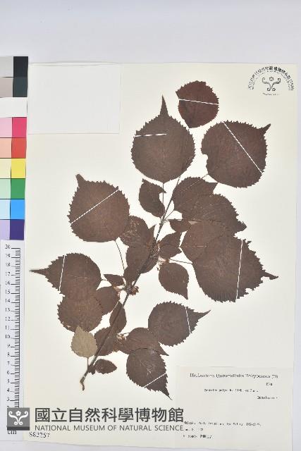 登錄號:S082257藏品圖，第1張