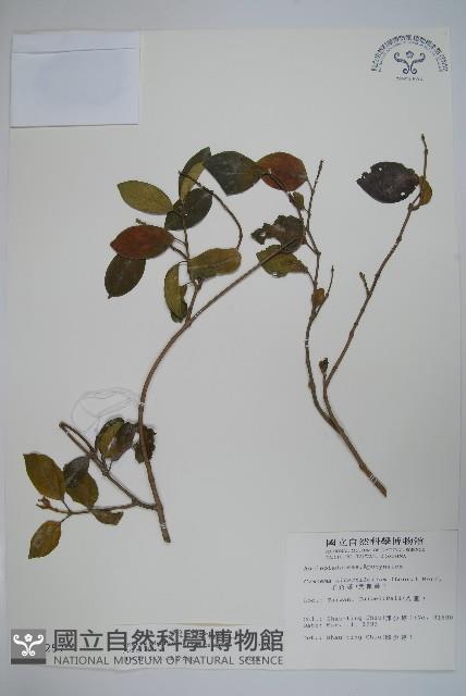 武靴藤藏品圖，第1張