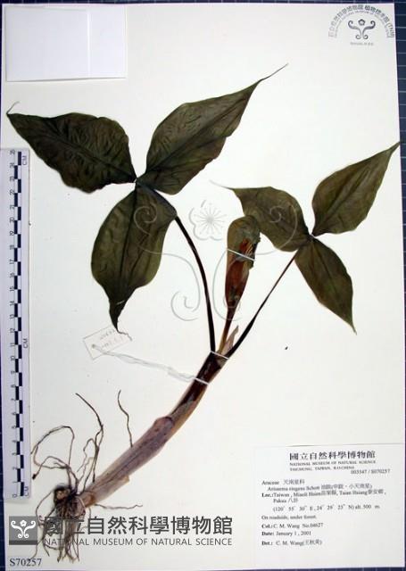 申跋、油跋、小天南星藏品圖，第1張