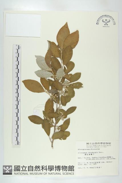 鄧氏胡頹子藏品圖，第1張