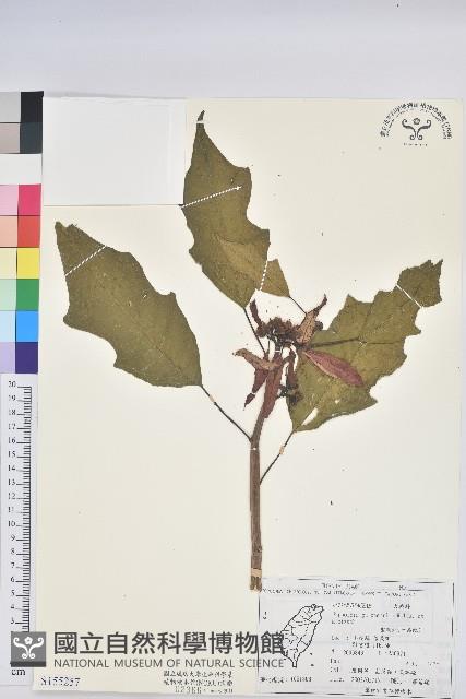 聖誕紅、一品紅藏品圖，第1張