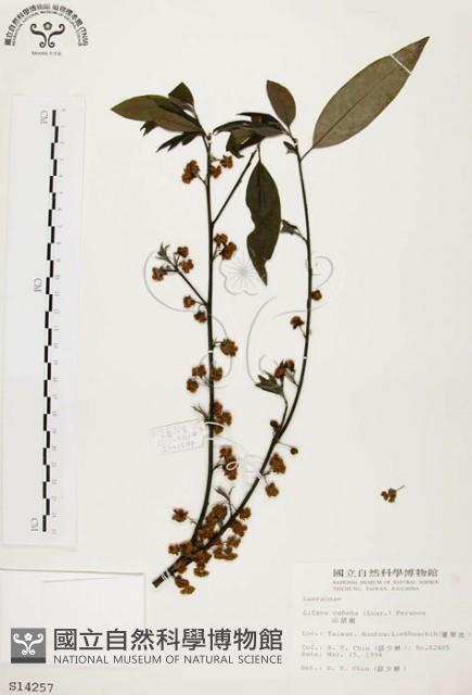 山胡椒藏品圖，第1張