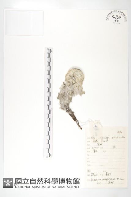 雪兔子藏品圖，第1張