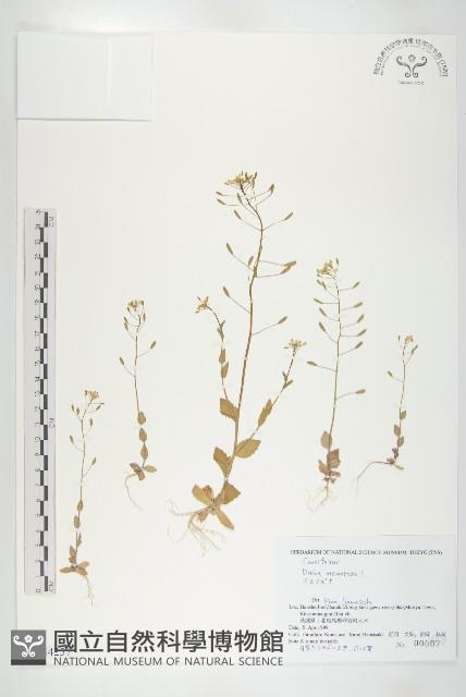 葶藶藏品圖，第1張