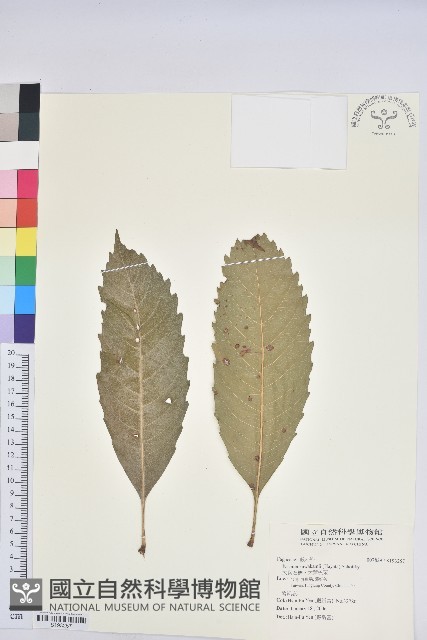 大葉石櫟、大葉校栗藏品圖，第1張