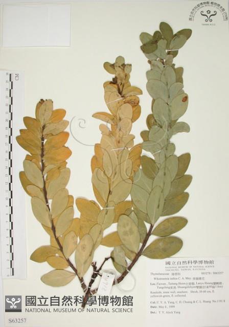 南嶺蕘花藏品圖，第1張