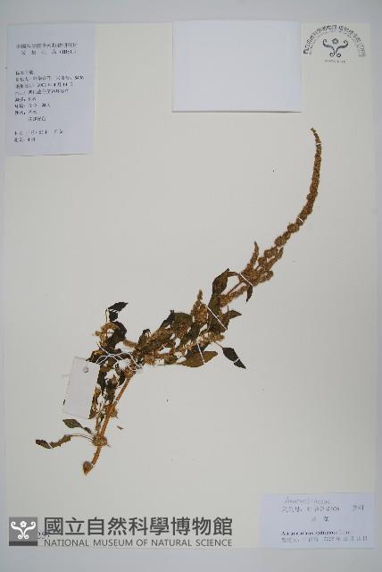 刺莧藏品圖，第1張