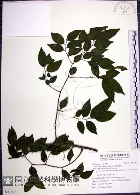 光果翼核木藏品圖，第1張