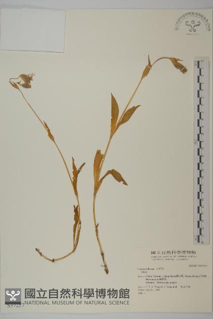 登錄號:S037257藏品圖，第1張