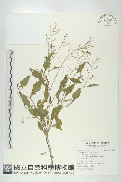 葶藶藏品圖，第1張