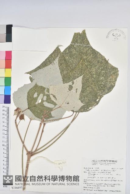 白匏子藏品圖，第1張