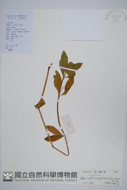 空心蓮子草藏品圖，第1張