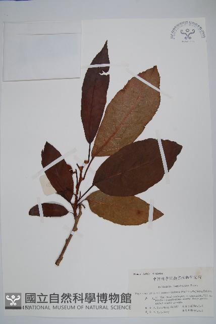 長葉獼猴桃藏品圖，第1張