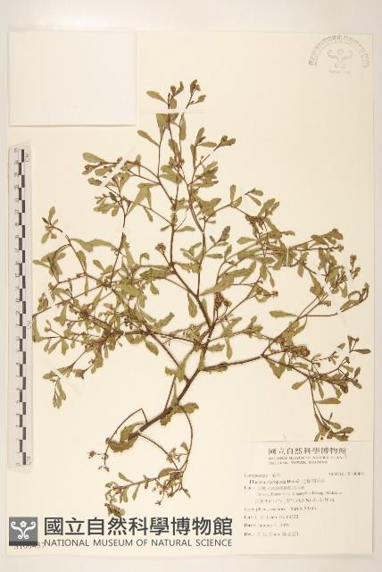 光梗闊苞菊藏品圖，第1張