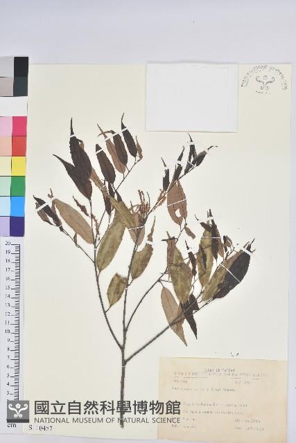 長尾栲、長尾柯、長尾尖葉櫧藏品圖，第1張