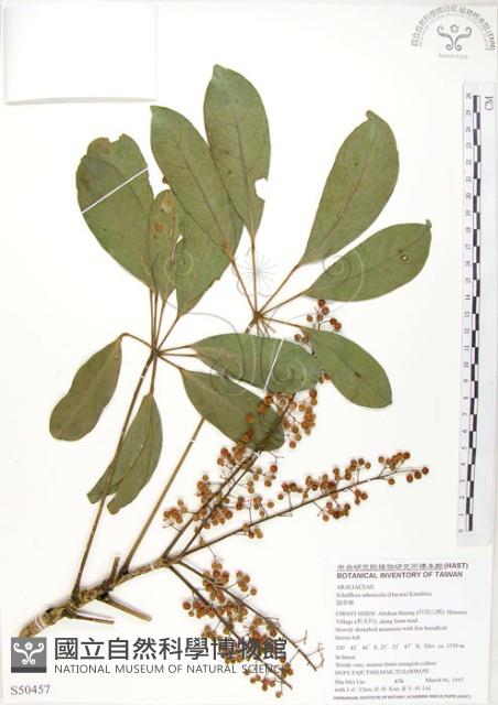 鵝掌蘗藏品圖，第1張