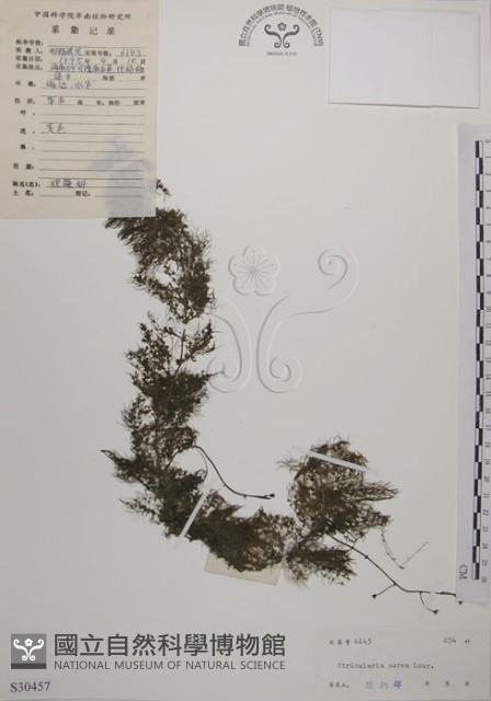 黃花狸藻、黃花挖耳草藏品圖，第1張