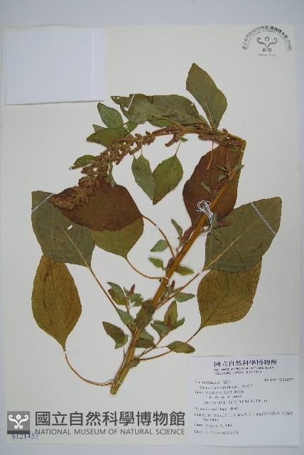 反枝莧藏品圖，第1張