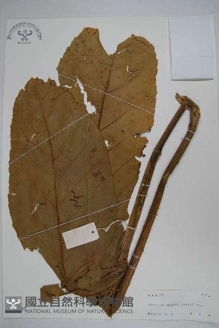 刺通草，梲樹，廣葉葠藏品圖，第1張