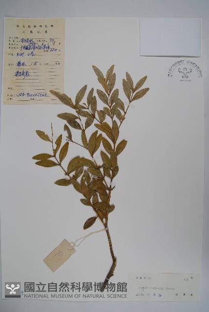 華南黃楊，雀舌黃楊，匙葉黃楊藏品圖，第1張