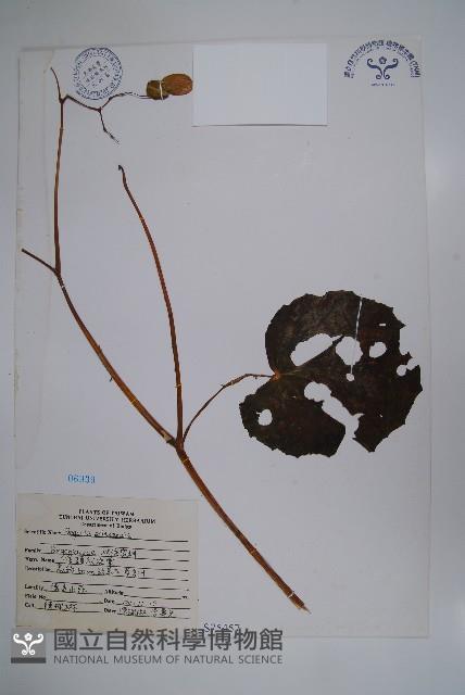 溪頭秋海棠藏品圖，第1張