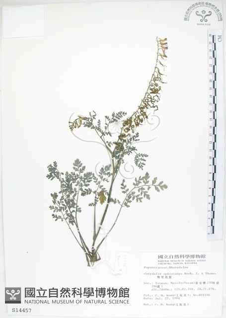 彎果黃菫藏品圖，第1張