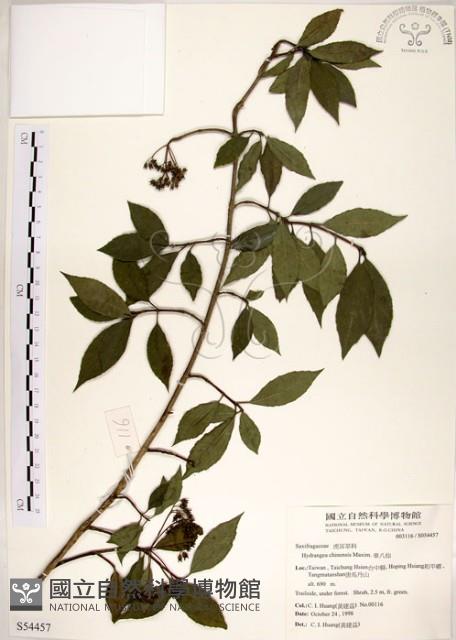 華八仙藏品圖，第1張