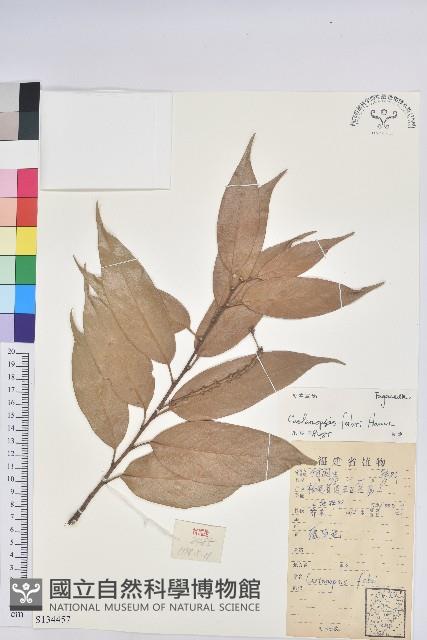 星刺栲、羅浮錐藏品圖，第1張