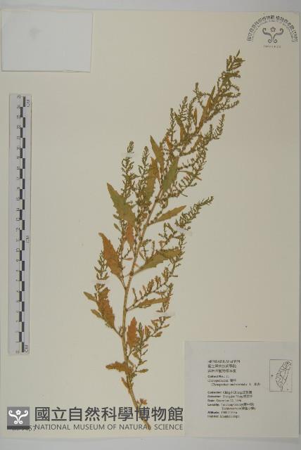 臭杏、土荊芥藏品圖，第1張